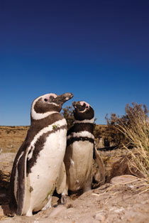 21-dest-argentina-penguins